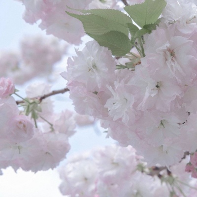 中站福瑞交流群